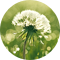 Allergien